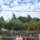 제주돌집 한동두동 이미지