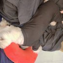 귀여븐댕 이미지