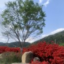 섬진강변 철쭉길 | 전라남도 곡성 추천 여행지 붉은 철쭉이 가득한 섬진강변 철쭉길 개화상황 주차장 정리