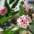 농업회사법인 주식회사 광일농원