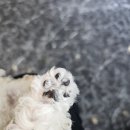 몽몽하나 이미지