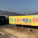 오삼~팜 이미지