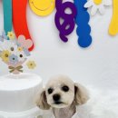 댕복한하루 이미지