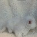 빅토리아펫 강아지고양이 잠실점 이미지