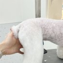 우아댕댕 네이버블로그