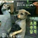 옆집강아지 이미지