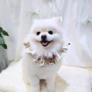 다이아몽 이미지