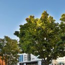 아우라제이 이미지