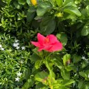 꼼당 | 푸꾸옥 4성급 푸미훙 방갈로에서의 완벽한 휴식