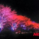 십리벚꽃길 이미지