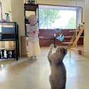 고양이 행복구역 이미지