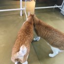 압구정웰동물병원 이미지