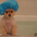 뽀송강아지 이미지