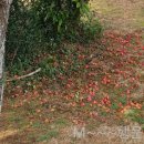 신풍리교차로 1-1 이미지