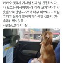 펫택시 이미지