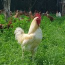 동해유정란농장 이미지