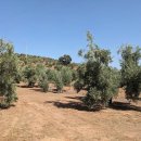 오로(ORO) 이미지