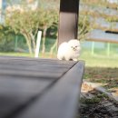 펫블리강아지&미라클고양이 이미지