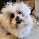 도도한강아지 | 강아지미용 &#39;도도한강아지&#39; 특별한 강아지 미용 후기