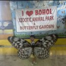 동윤농장 | [보홀]저녁출발일정/현지 기사님 컨택 자유여행 육상투어:로봇강 선상뷔페 나비농장 라메디스파