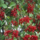 인동T.R