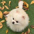 슈슈 동물병원 | 인천 강아지 슬개골 수술 입원후기 준비물, 면회, 관리, 주의사항(내돈내산)