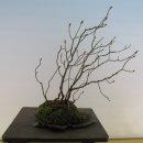 석상수