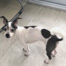 이브애견샵 이미지