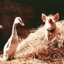 성의농장 2 이미지