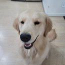 사고뭉치