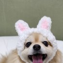 도도멍냥
