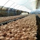 선우농장3 이미지