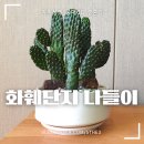 가연플라워