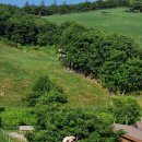 푸른초원 이미지