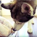 고기먹방 이미지