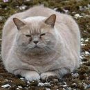 길종합동물병원 이미지