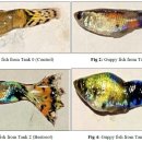 carotenoid성분, 당근, 비트 및 강황을 5 g첨가하여 55일간 투여한 guppy개체의 체색 이미지