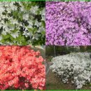 우면산5-13 이미지