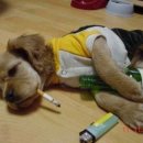 우리집 강아지 이미지