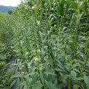 재숙농장 이미지