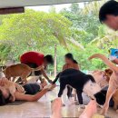 퍼피클럽 | [여자 혼자 발리 여행] - 발리 짱구 여행 / 짱구 숙소 추천 코스원 호스텔 &amp; 퍼피요가 예약 방법