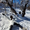 발왕산 케이블카를 타고울라프가 사는 겨울왕국으로 이미지