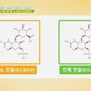 콘드로이친 복용시간 권장량 효능 부작용 및 섭취 방법 이미지