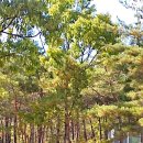 녹산농원 이미지