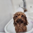 메리몰펫샵(사직점) 이미지