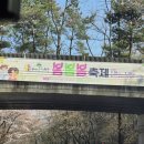 봄봄봄 | 진주 가볼만한곳 월아산 숲속의진주 봄봄봄 축제, 수선화 벚꽃 피크닉 솔직후기