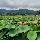 울미연꽃마을 이미지