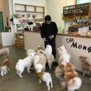 몽블리 애견카페 이미지