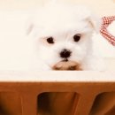 미스터멍 이미지