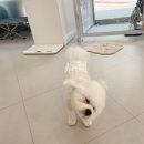 댕그리 펫 살롱 이미지